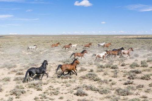 8月神奇动物爆料最新,神秘生物齐聚，奇幻世界再掀波澜  第2张
